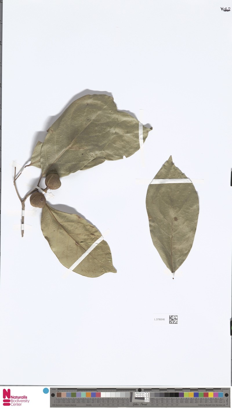 Blumeodendron papuanum photo 2