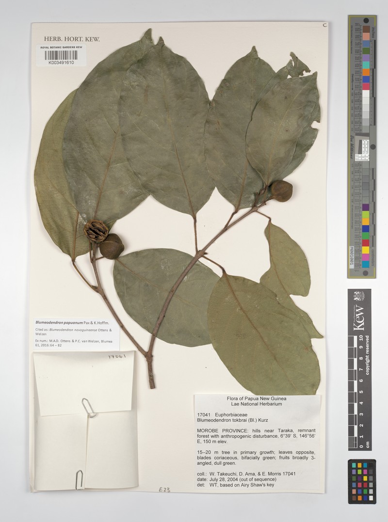 Blumeodendron papuanum photo 3
