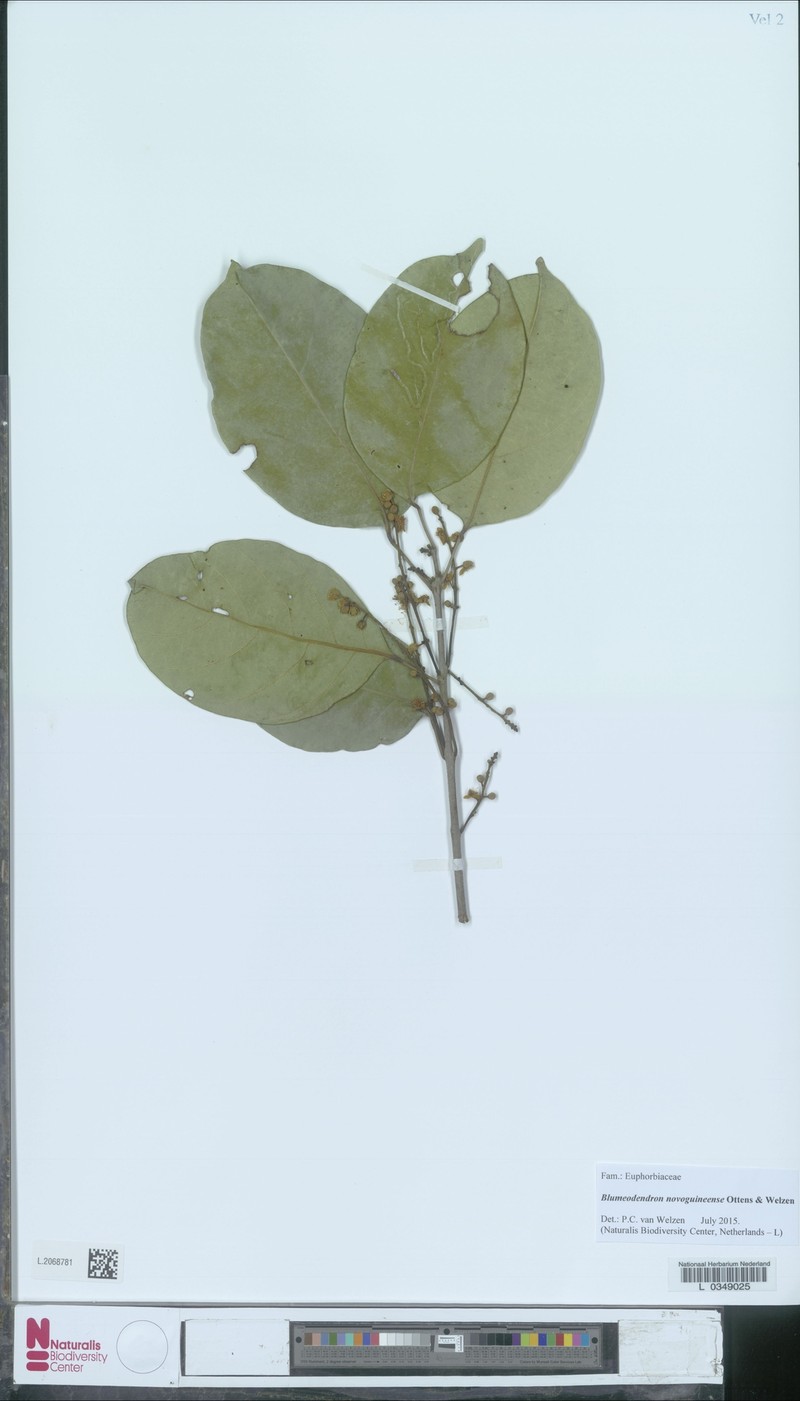 Blumeodendron papuanum photo 4