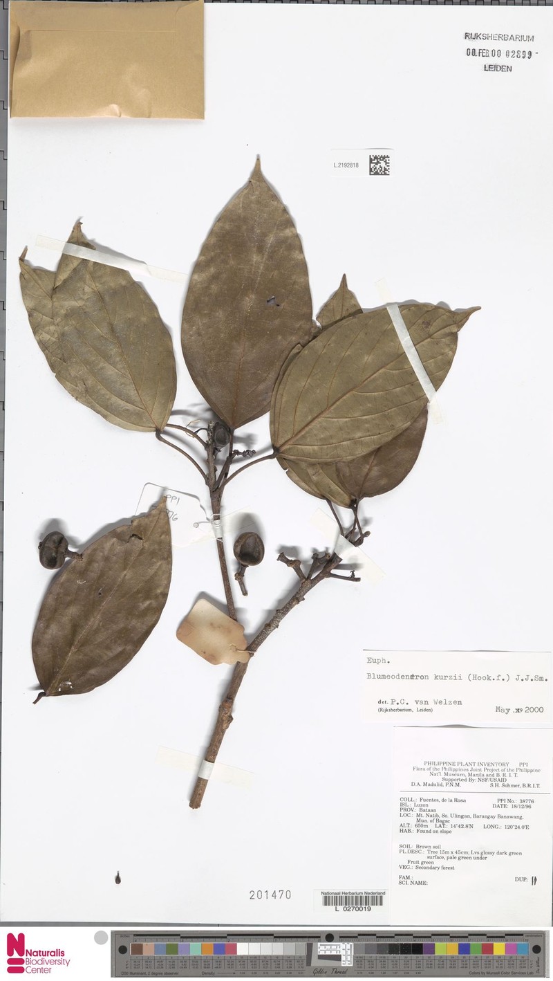 Blumeodendron philippinense