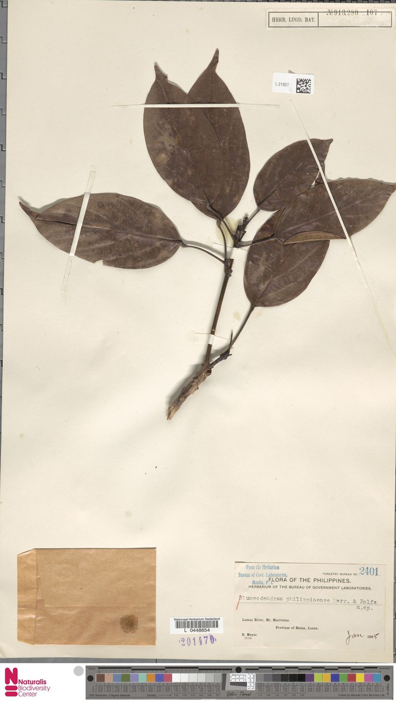 Blumeodendron philippinense photo 2