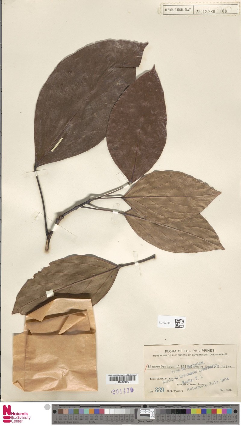Blumeodendron philippinense photo 3