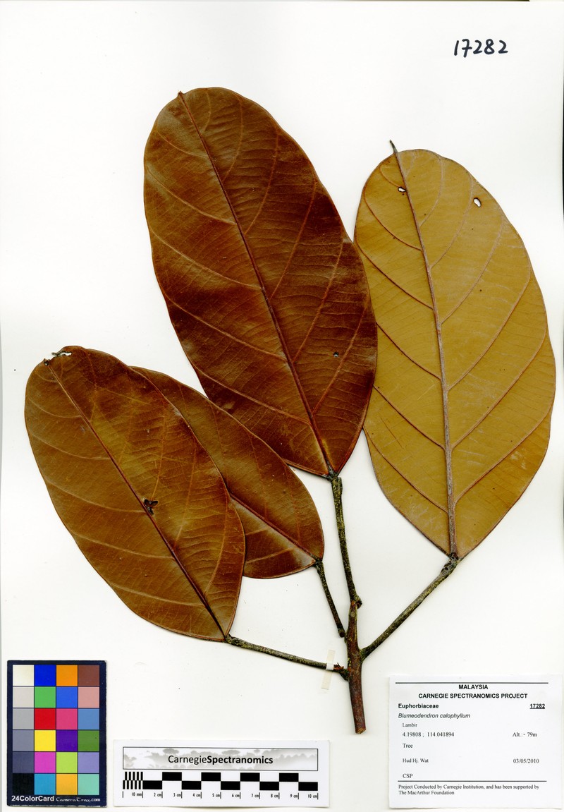 Blumeodendron subrotundifolium photo 2