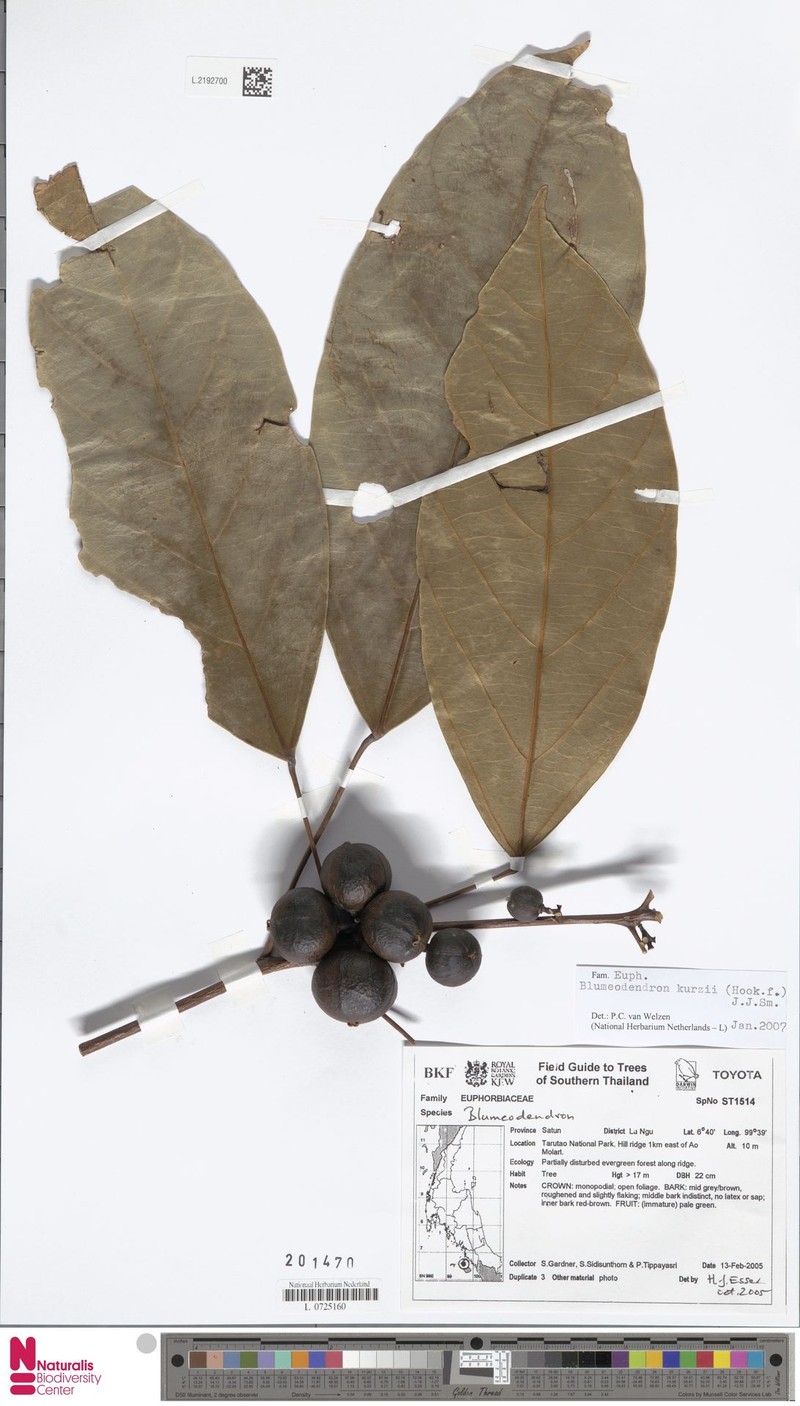 Blumeodendron subrotundifolium photo 3