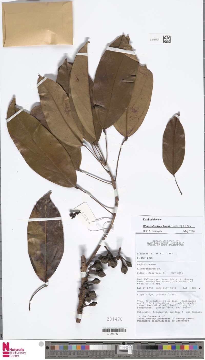 Blumeodendron subrotundifolium photo 4