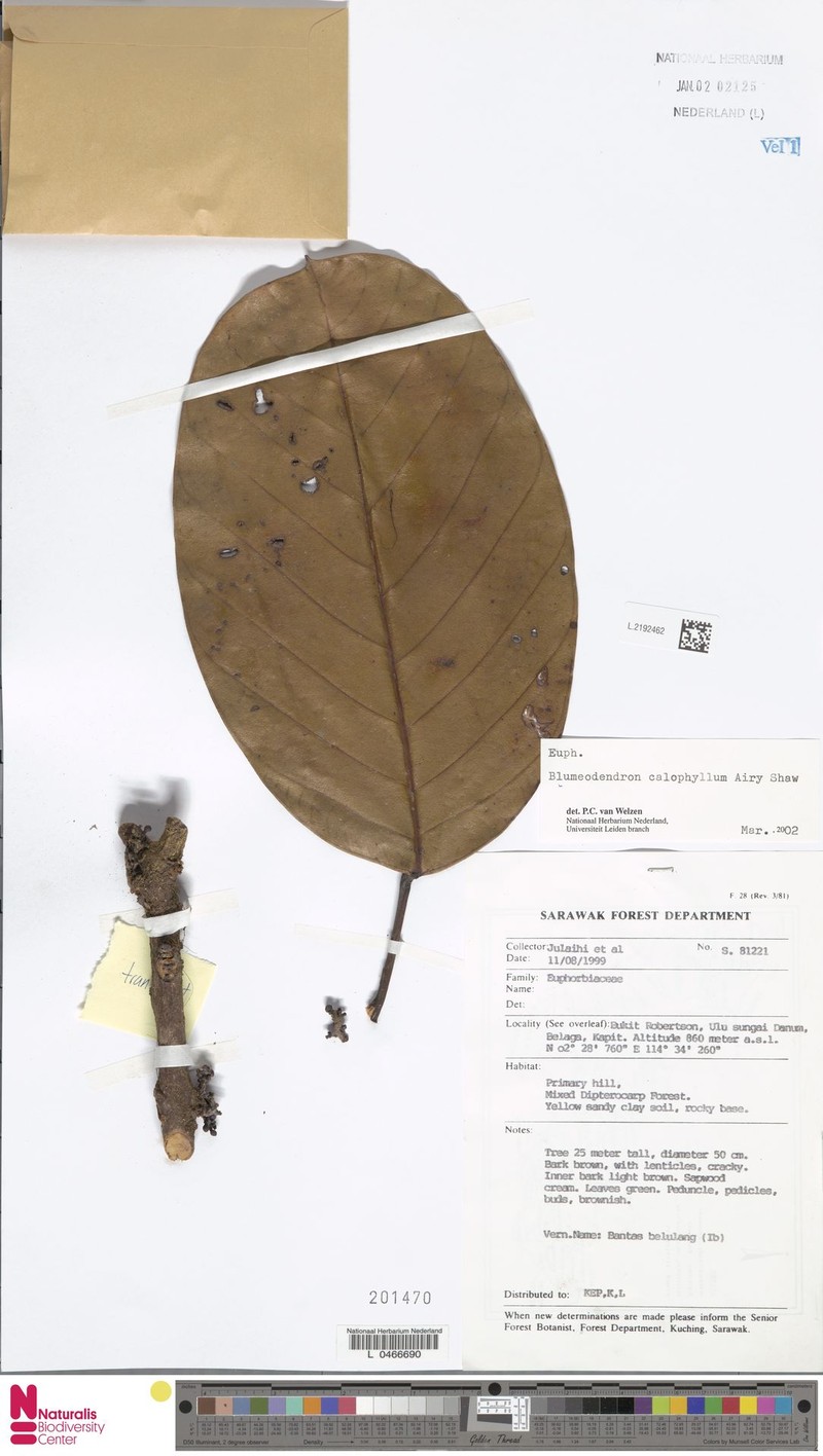 Blumeodendron subrotundifolium photo 5