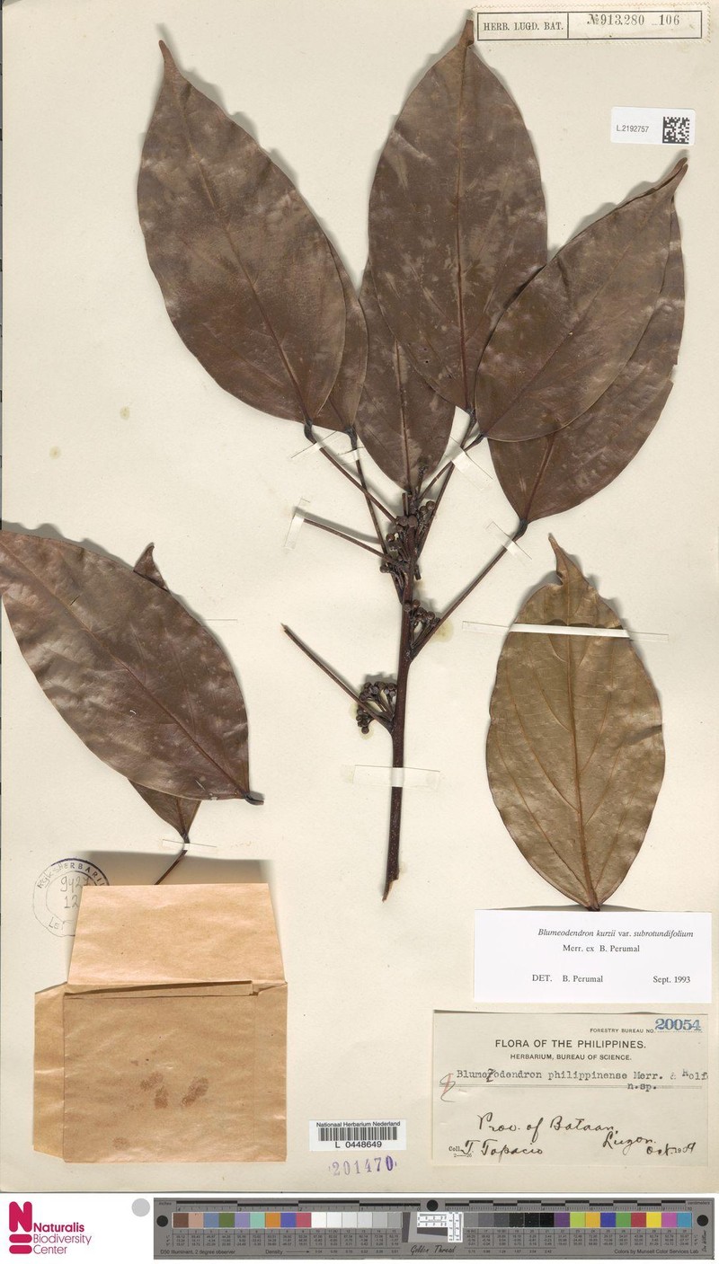 Blumeodendron subrotundifolium