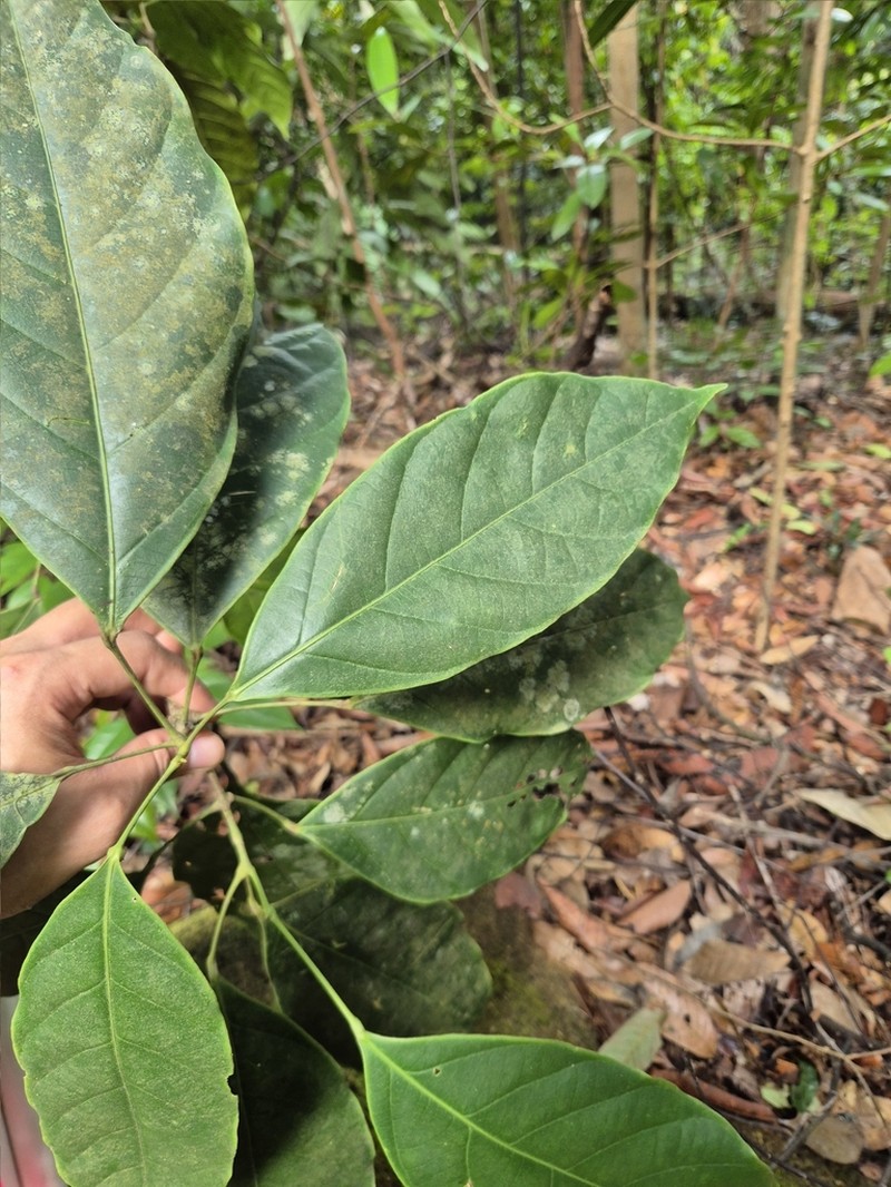 Blumeodendron tokbrai