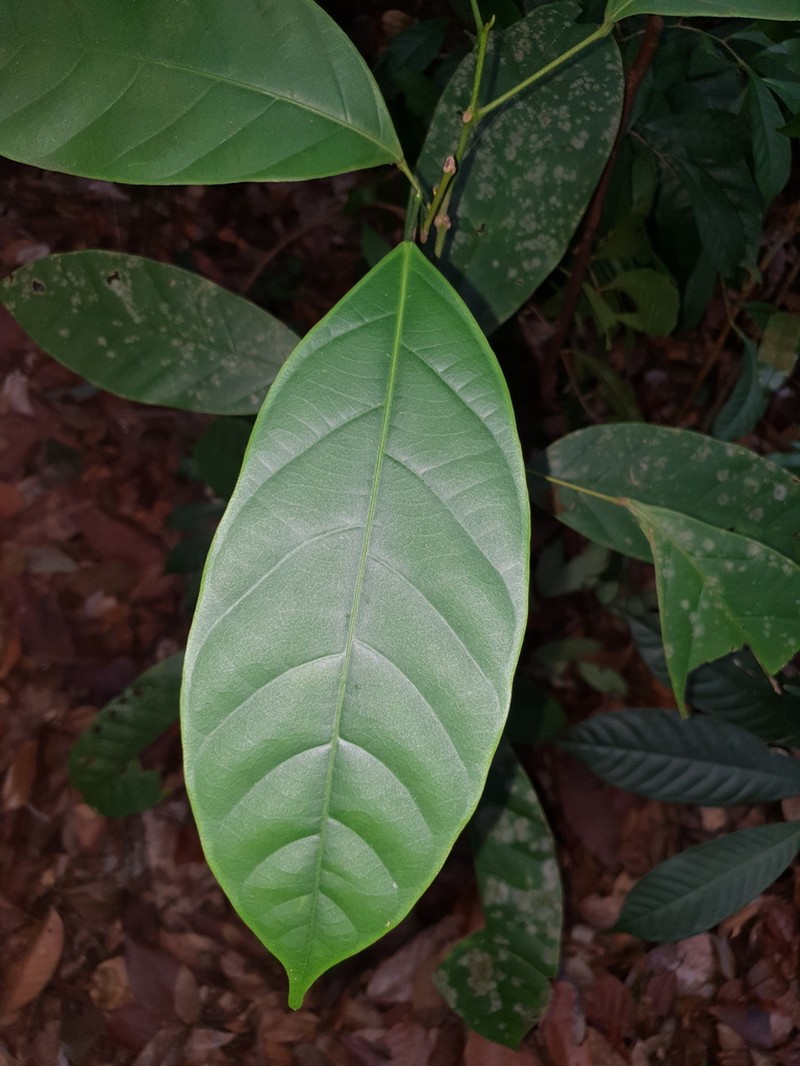 Blumeodendron tokbrai photo 2