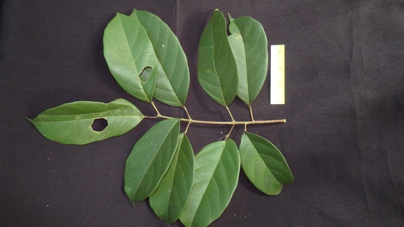 Blumeodendron tokbrai photo 3
