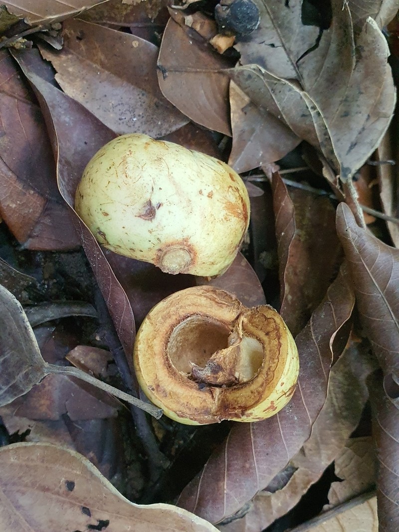 Blumeodendron tokbrai photo 4