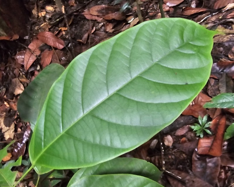 Blumeodendron tokbrai photo 5