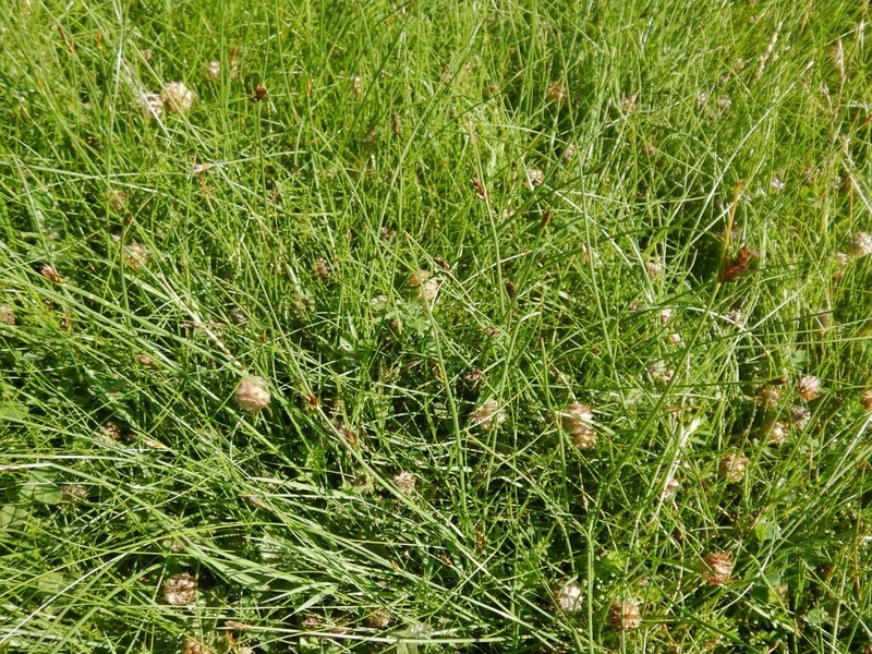 Red Bulrush photo 2