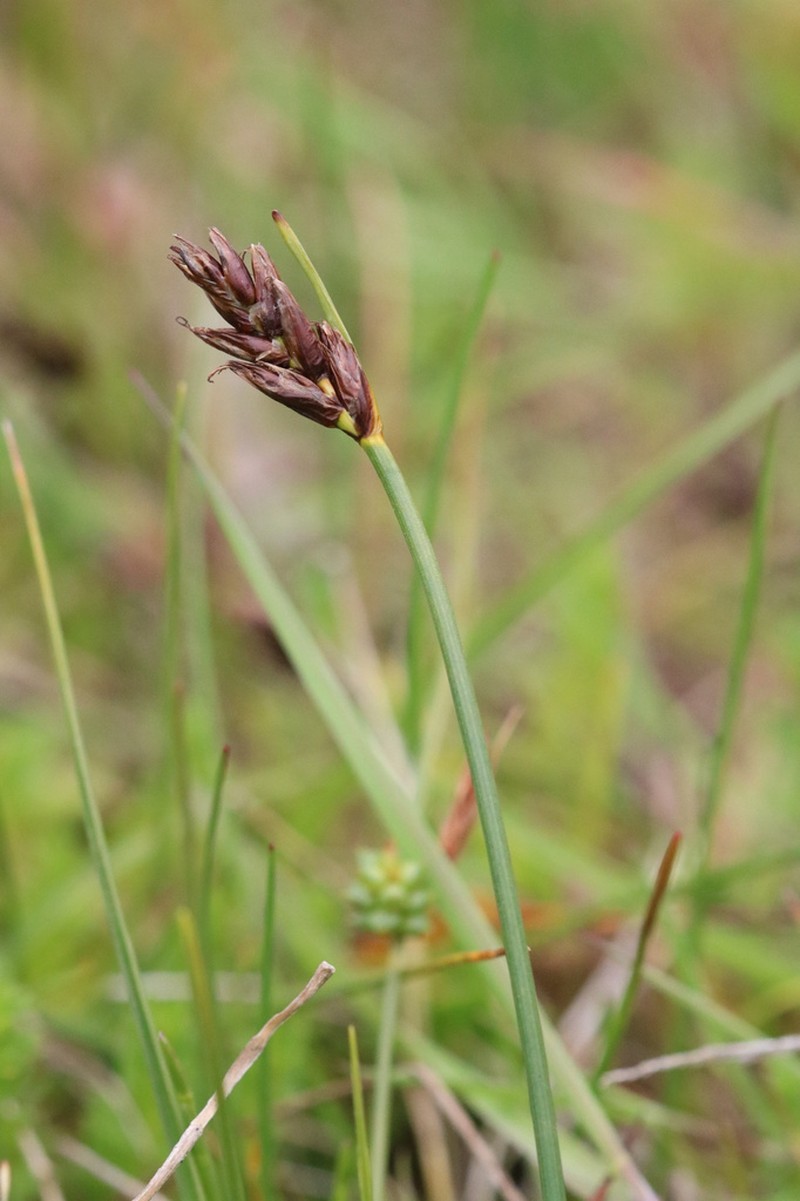 Red Bulrush photo 3