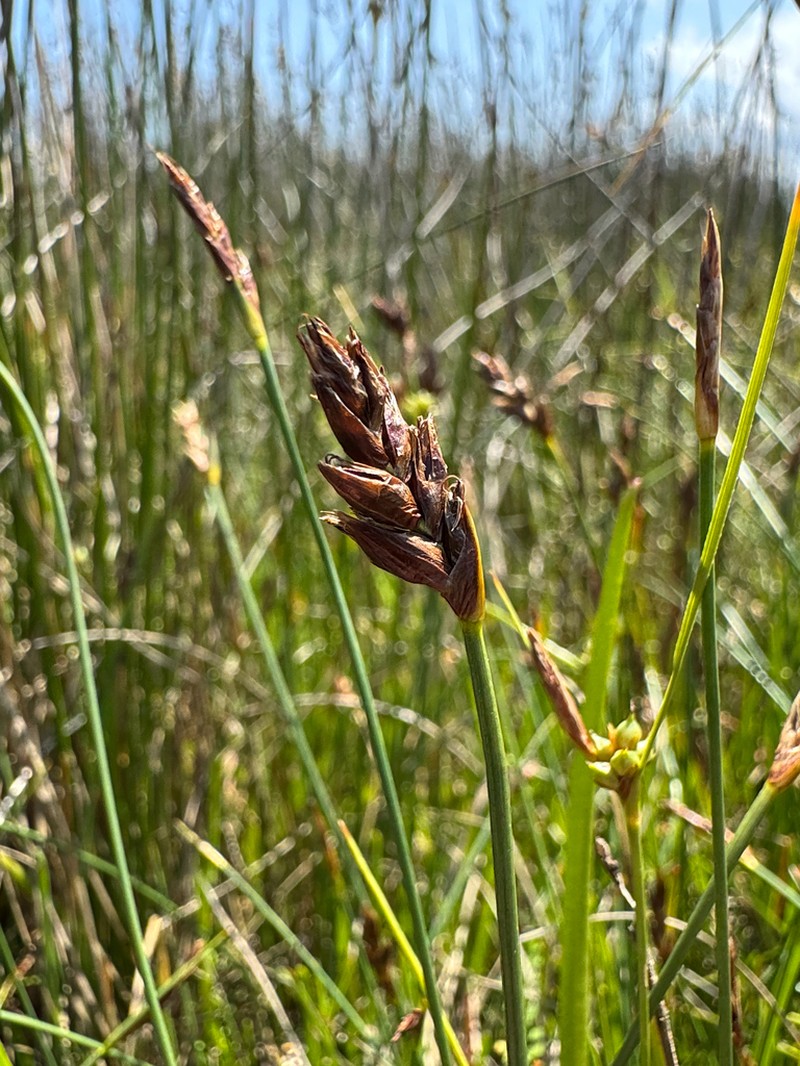 Red Bulrush photo 4