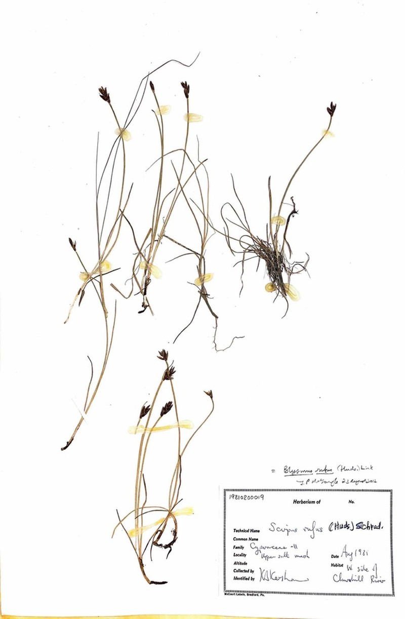 Red Bulrush photo 6