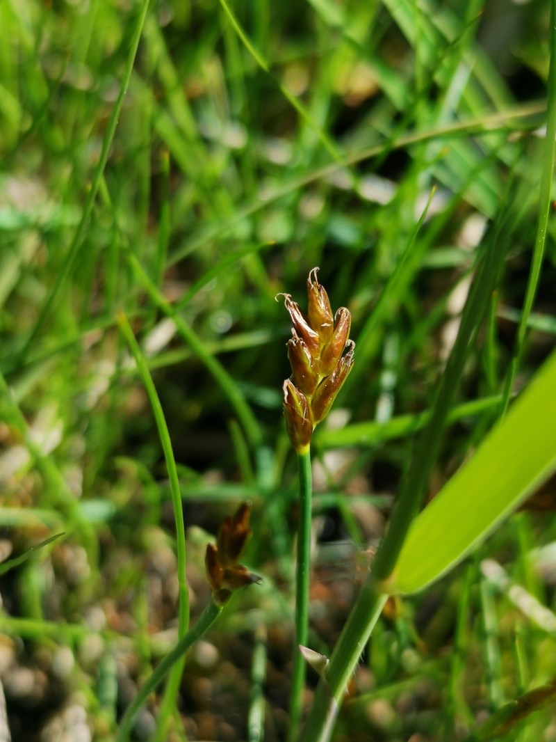 Red Bulrush photo 7