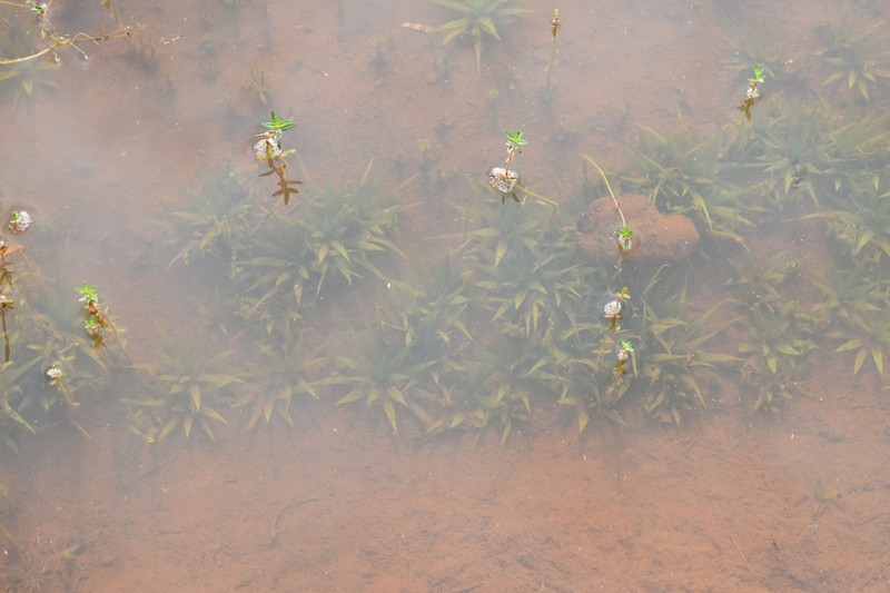 Blyxa mangalensis