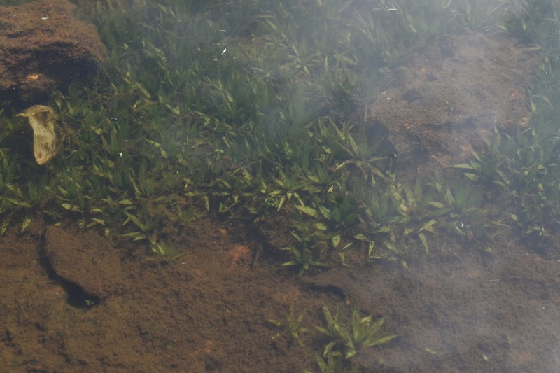 Blyxa mangalensis photo 2