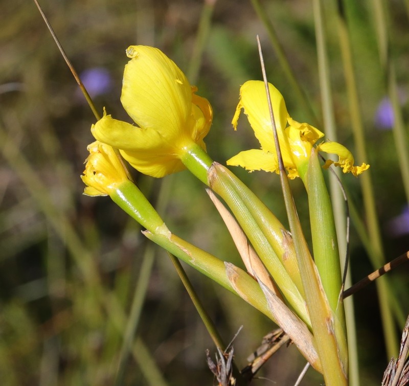 Bobartia vlokii