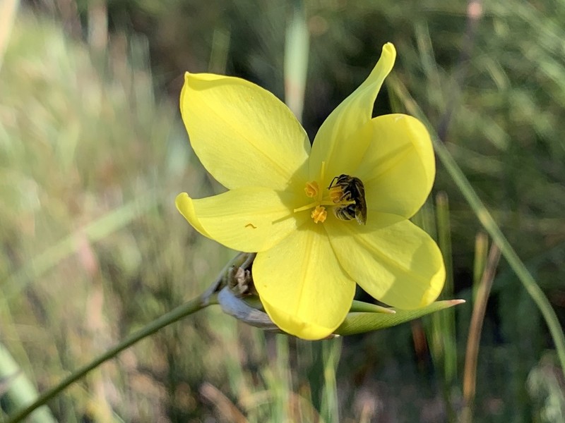 Bobartia vlokii photo 2