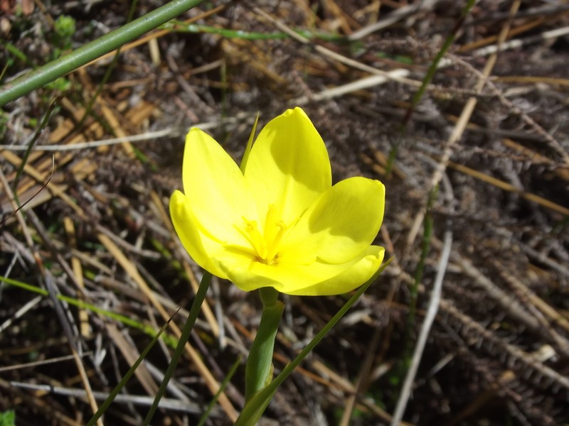 Bobartia vlokii photo 3