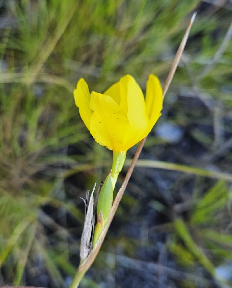 Bobartia vlokii photo 4