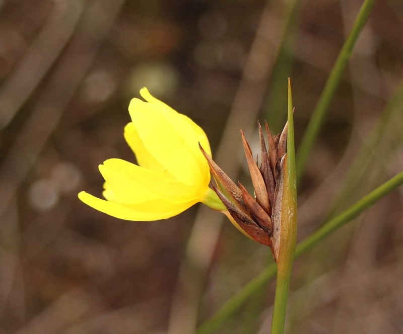 Bobartia vlokii photo 5