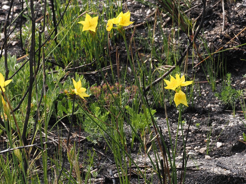 Bobartia vlokii photo 6