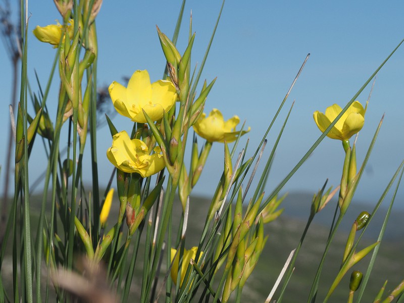 Bobartia vlokii photo 7