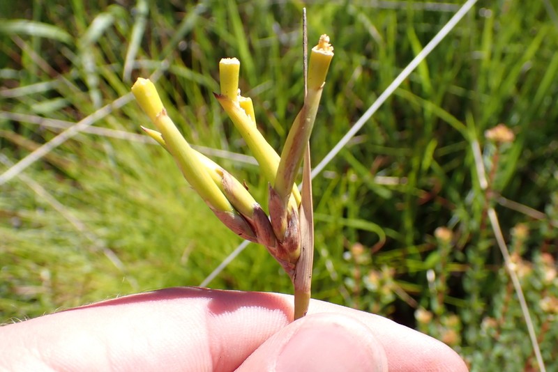 Bobartia vlokii photo 8