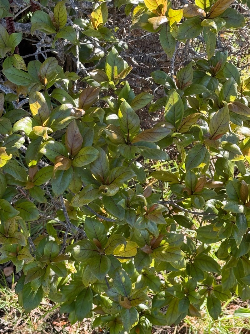'Akupa photo 2