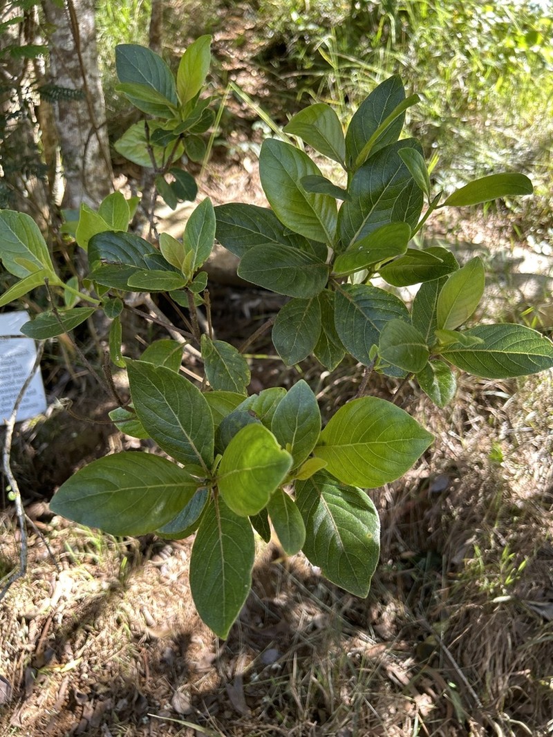 'Akupa photo 3