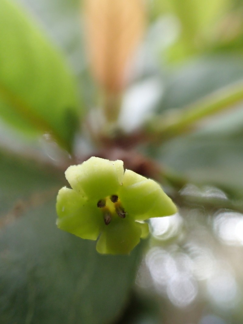 'Akupa photo 4
