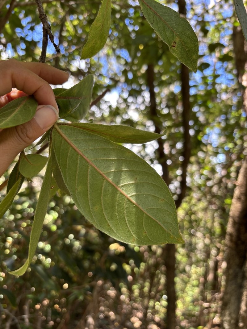 'Akupa photo 6