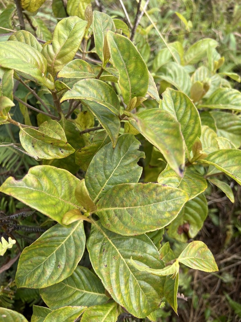 'Akupa photo 7
