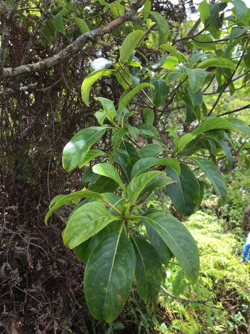 'Ahakea Lau Nui