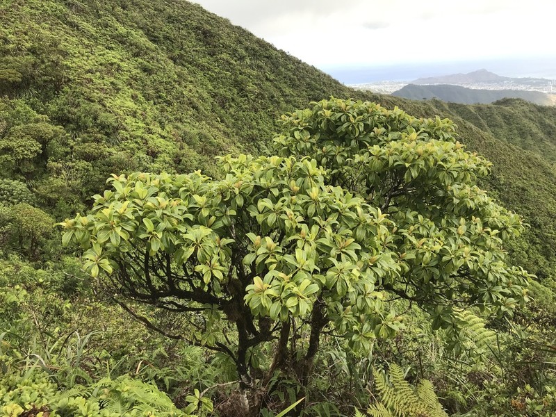 'Ahakea Lau Nui photo 2