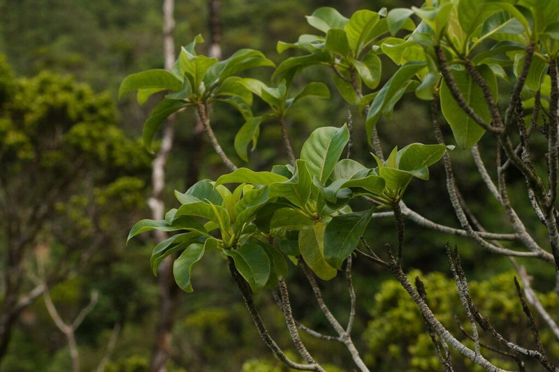 'Ahakea Lau Nui photo 3