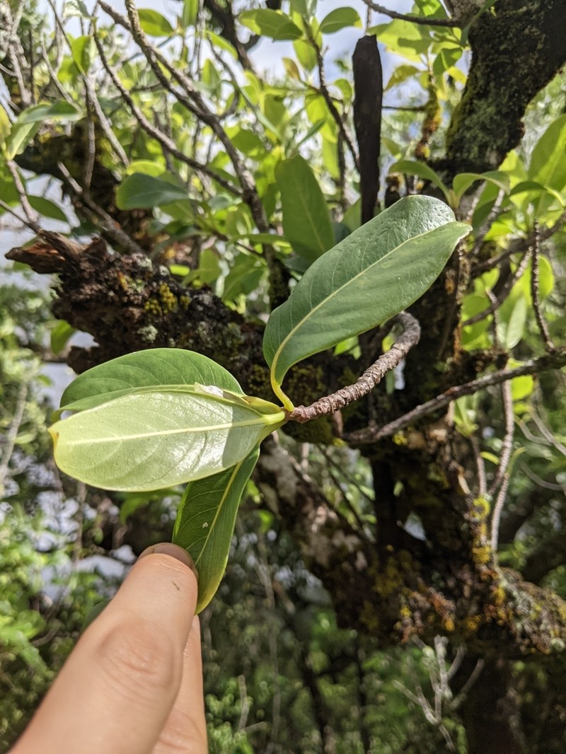 'Ahakea Lau Nui photo 4