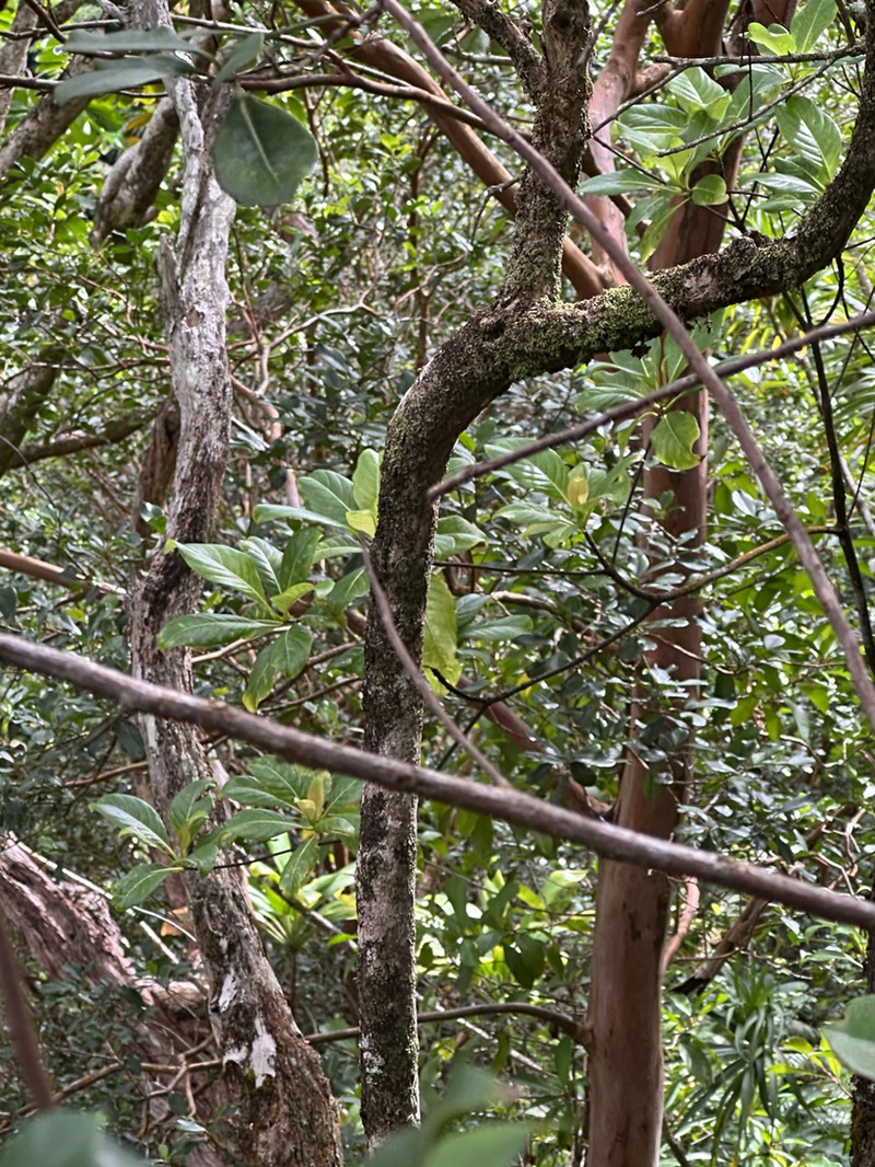 'Ahakea Lau Nui photo 5