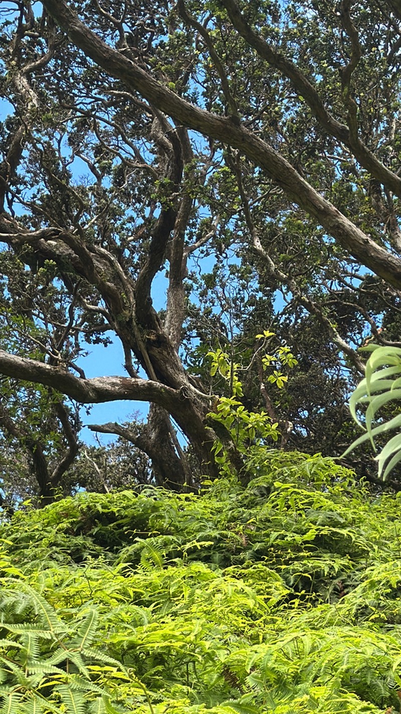 'Ahakea Lau Nui photo 6