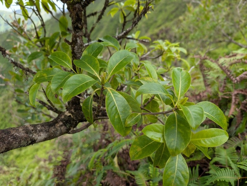 'Ahakea Lau Nui photo 7