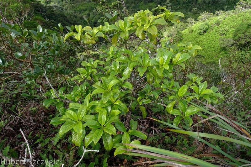 'Ahakea Lau Nui photo 8