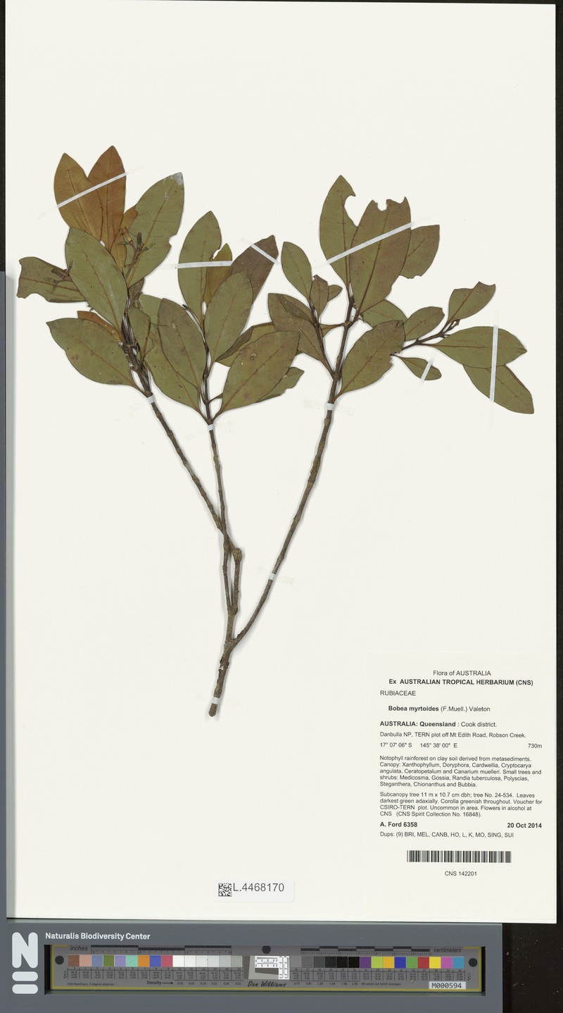 Bobea myrtoides