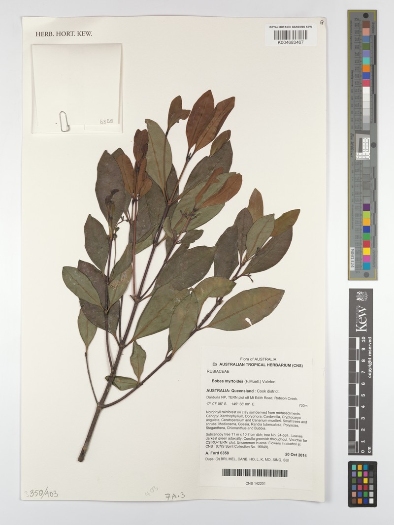 Bobea myrtoides photo 2