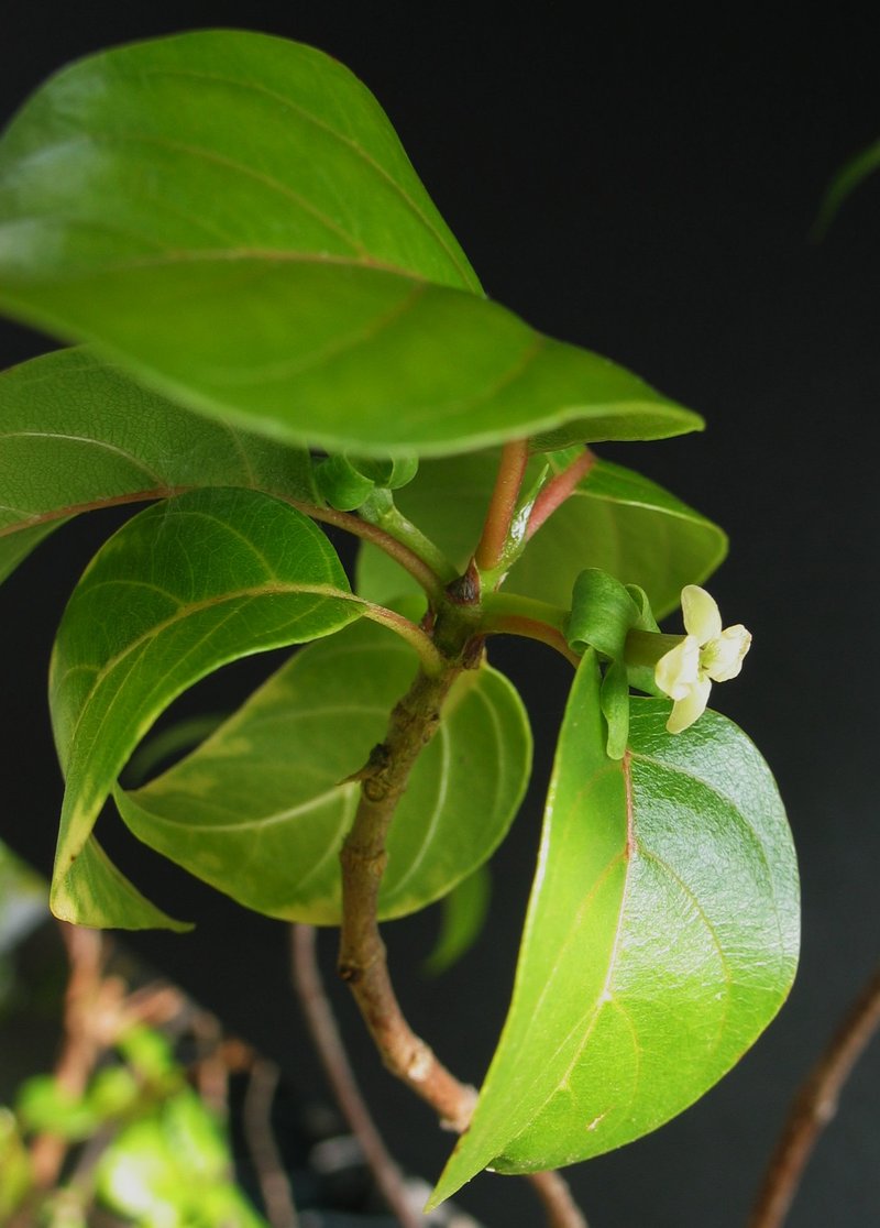 Hawai'I Dogweed photo 2