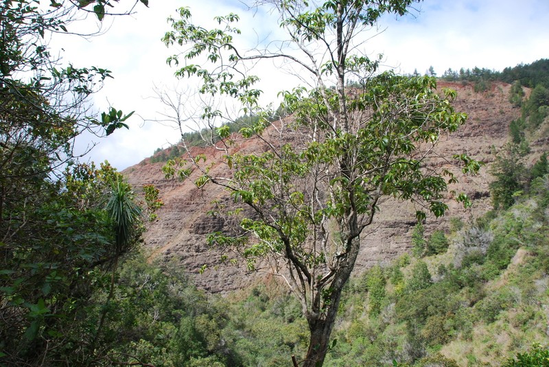 'Ahakea photo 3
