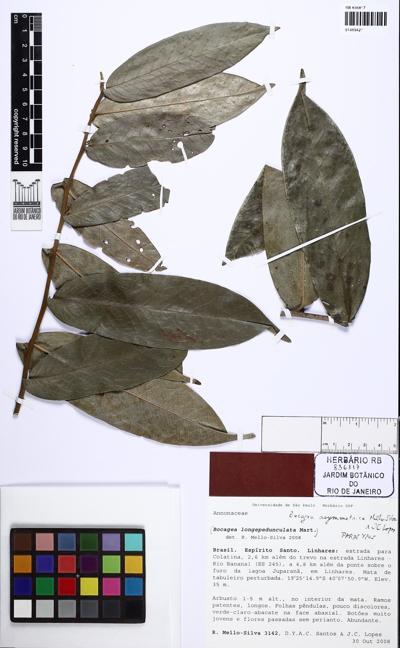 Bocagea asymmetrica