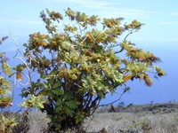 Parrotweed